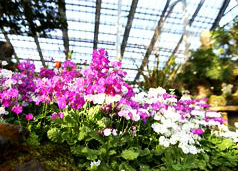 우리꽃식물원